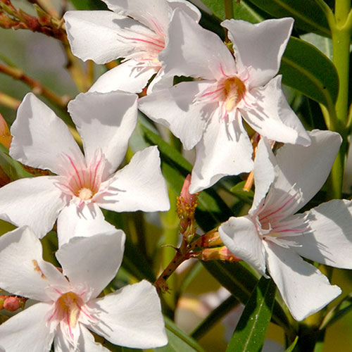 Oleander White Soeur Agnes Bush