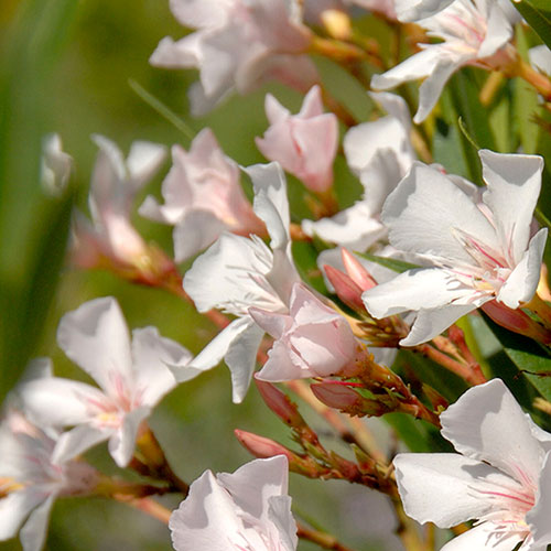 Oleander White Soeur Agnes Bush
