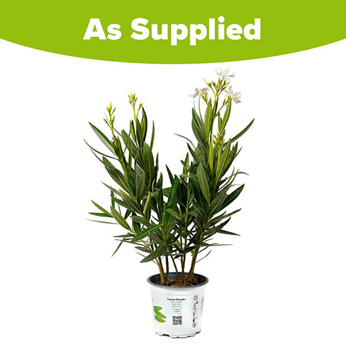 Oleander White Soeur Agnes Bush Oleander White Soeur Agnes Bush