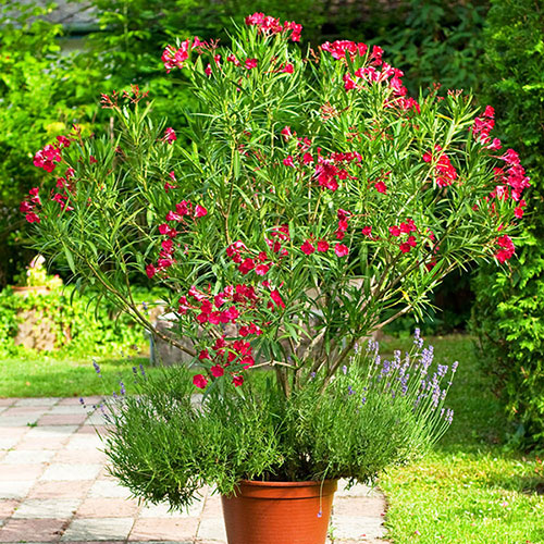 Oleander Red Jannoch Bush