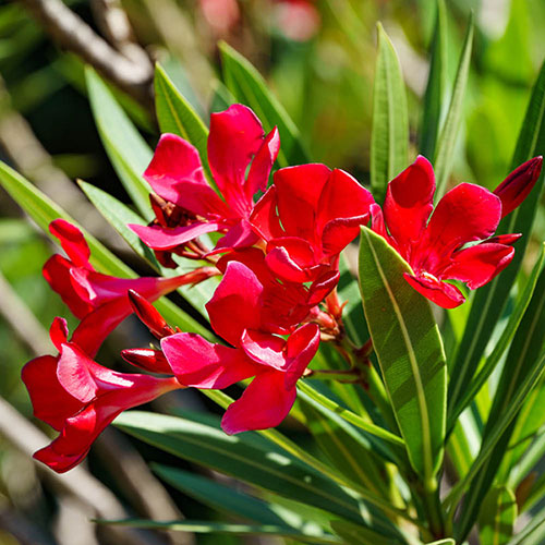 Oleander Red Jannoch Bush