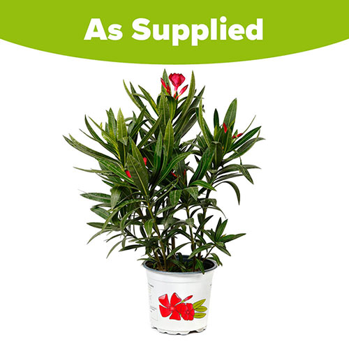 Oleander Red Jannoch Bush