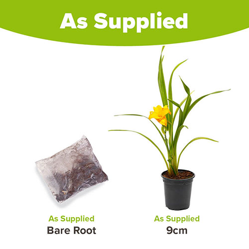Daylily See You Tomorrow