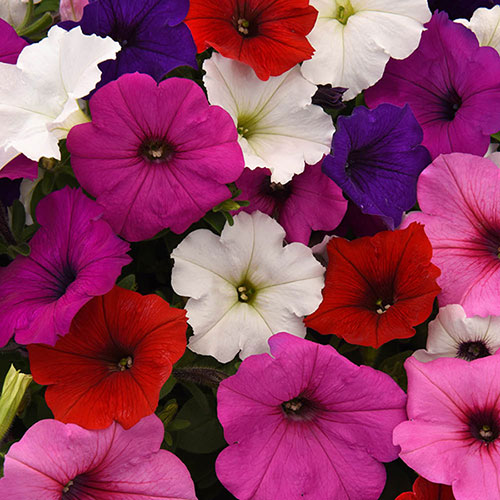 Petunia Basket Burst