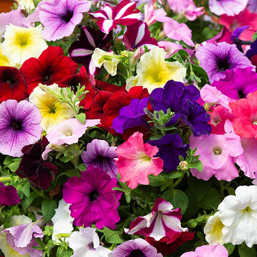 Petunia Basket Burst