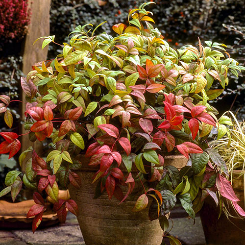 Nandina Fire Power
