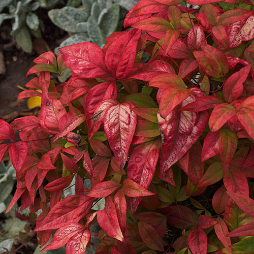 Nandina Fire Power