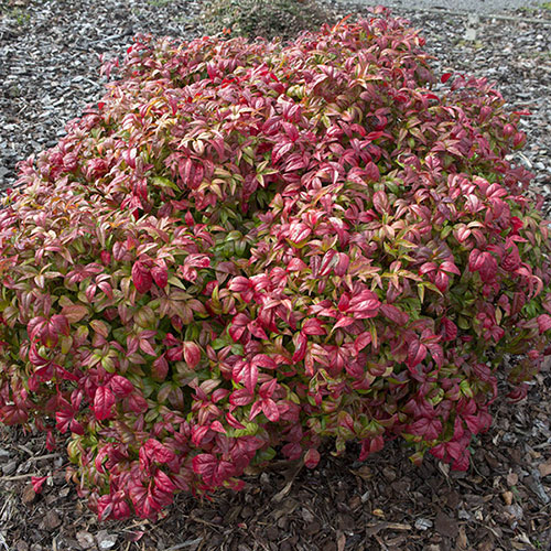Nandina Fire Power