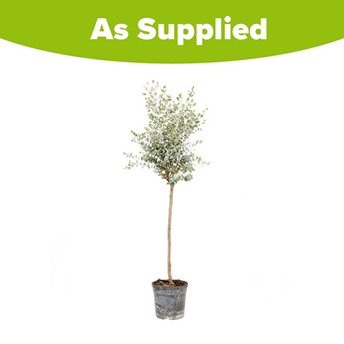 Eucalyptus gunnii Standards