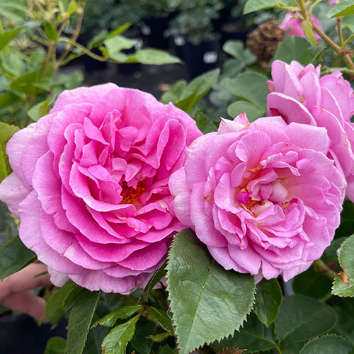 Patio Standard Rose Celebrating Life Patio Standard Rose Celebrating Life