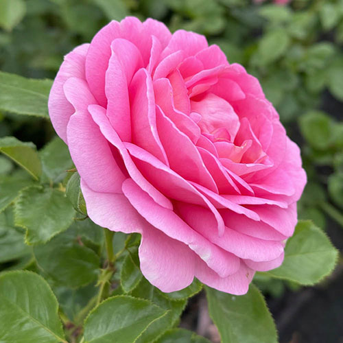Patio Standard Rose Celebrating Life Patio Standard Rose Celebrating Life
