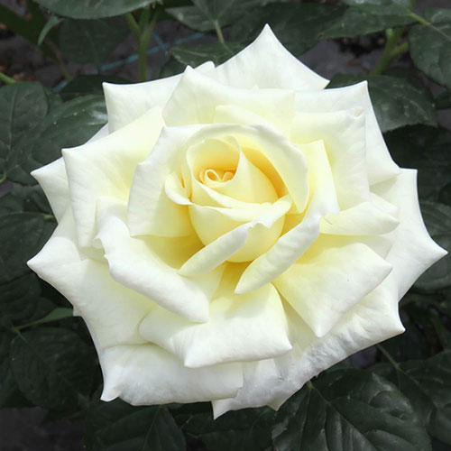 Patio Standard Rose Diamond Days