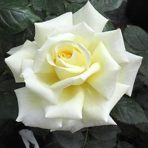 Patio Standard Rose Diamond Days Patio Standard Rose Diamond Days