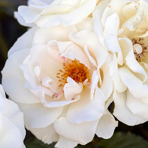 Patio Standard Rose Margaret Merril