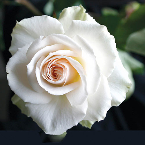 Patio Standard Rose Margaret Merril