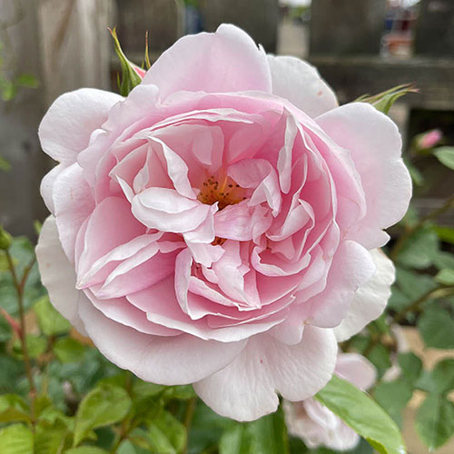 Patio Standard Rose Natasha Richardson Patio Standard Rose Natasha Richardson
