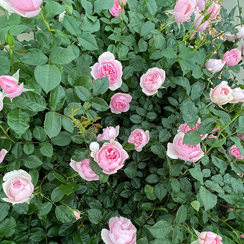 Patio Standard Rose Natasha Richardson Patio Standard Rose Natasha Richardson