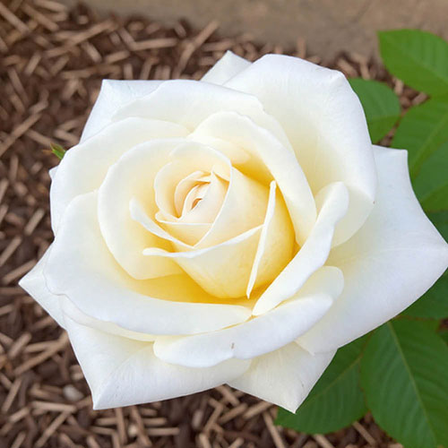 Patio Standard Rose Mary Berry