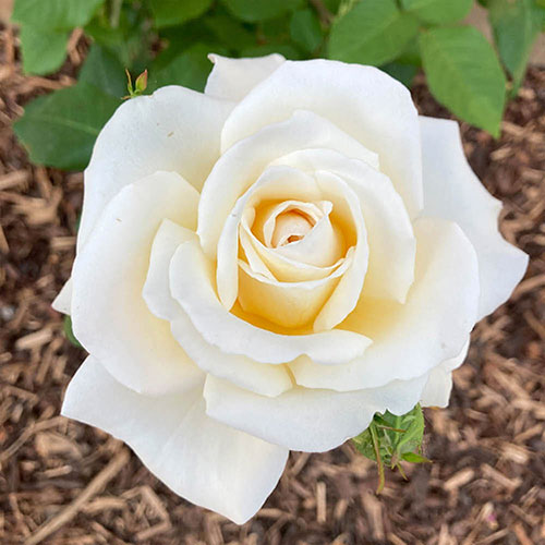 Patio Standard Rose Mary Berry Patio Standard Rose Mary Berry