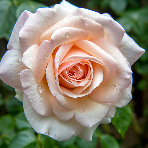 Patio Standard Rose Pearl Abundance Patio Standard Rose Pearl Abundance