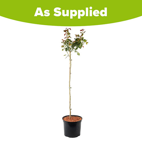 Patio Standard Rose Pearl Abundance Patio Standard Rose Pearl Abundance