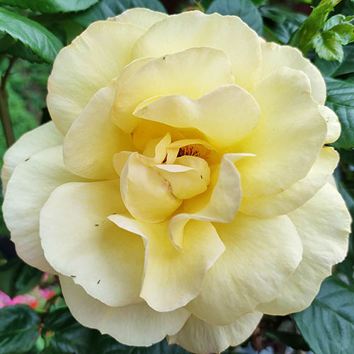 Patio Standard Rose Arthur Bell
