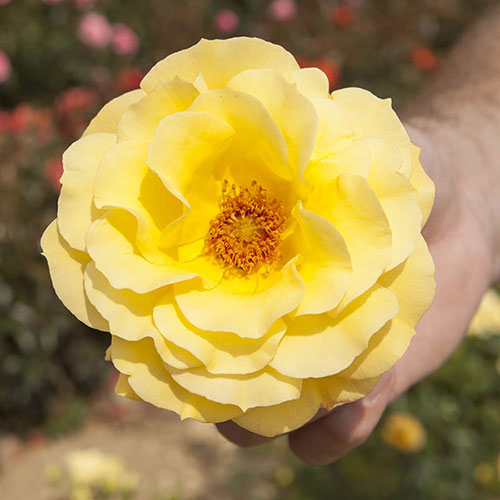 Patio Standard Rose Arthur Bell Patio Standard Rose Arthur Bell