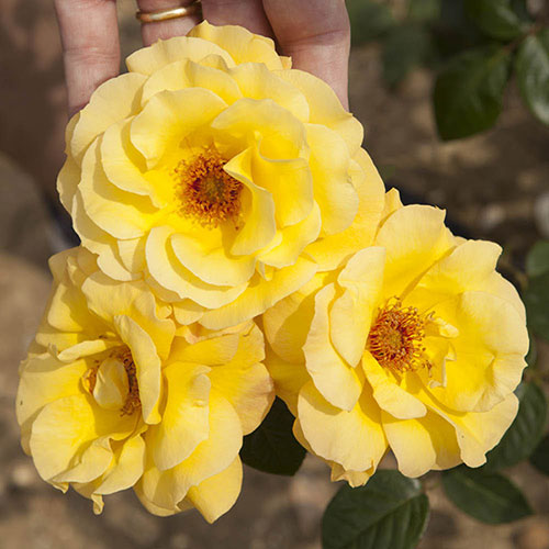 Patio Standard Rose Arthur Bell Patio Standard Rose Arthur Bell