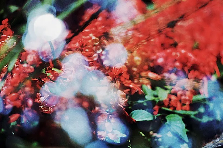 Colorful blooming flowers under a soft glow form a vibrant and enchanting scene.