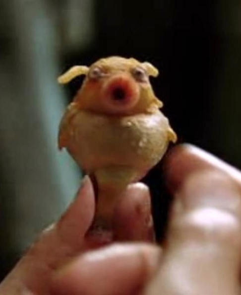 Babelfish