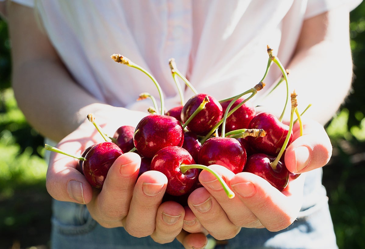 4 sweet reasons to pick cherries every time
