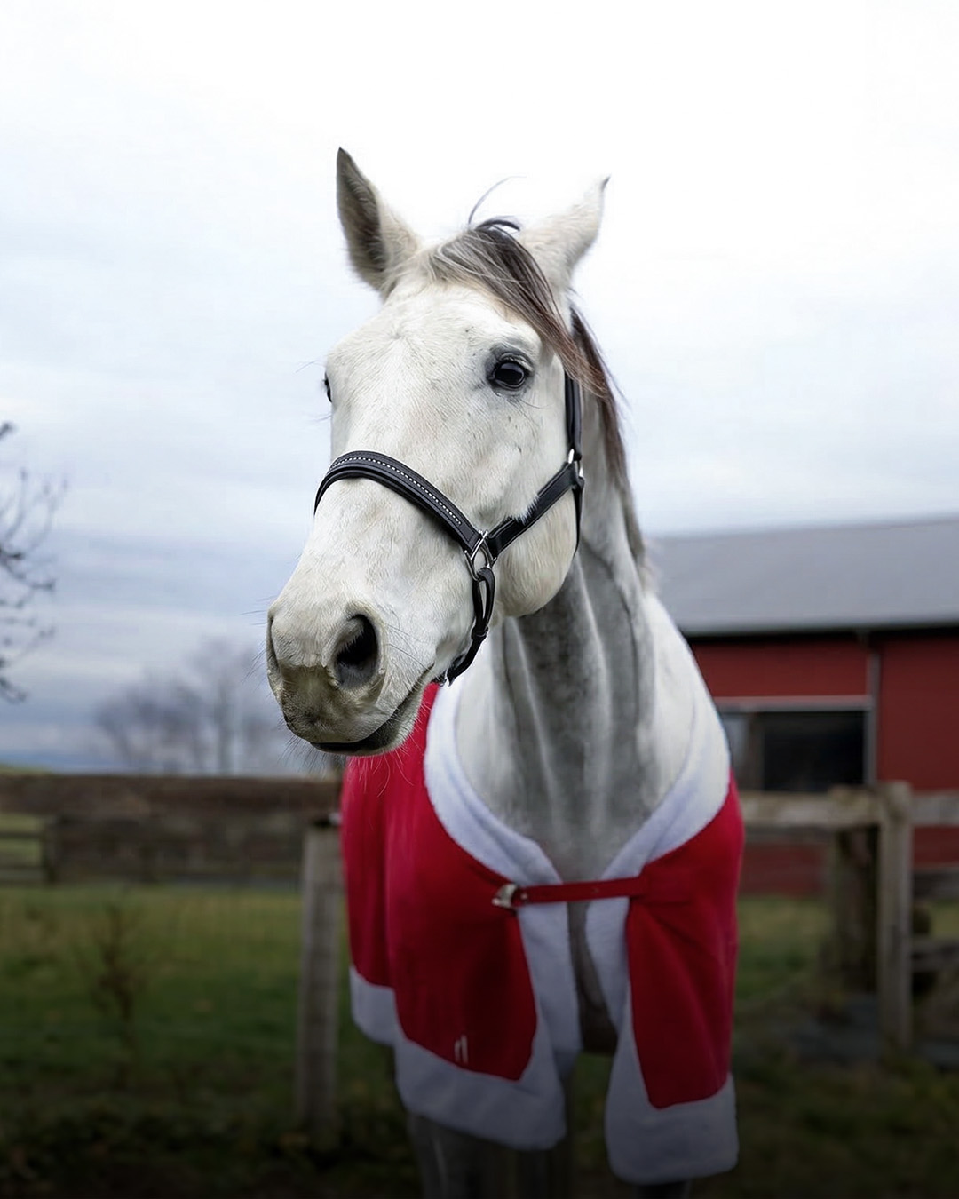 Equine veterinarian with horse patient
