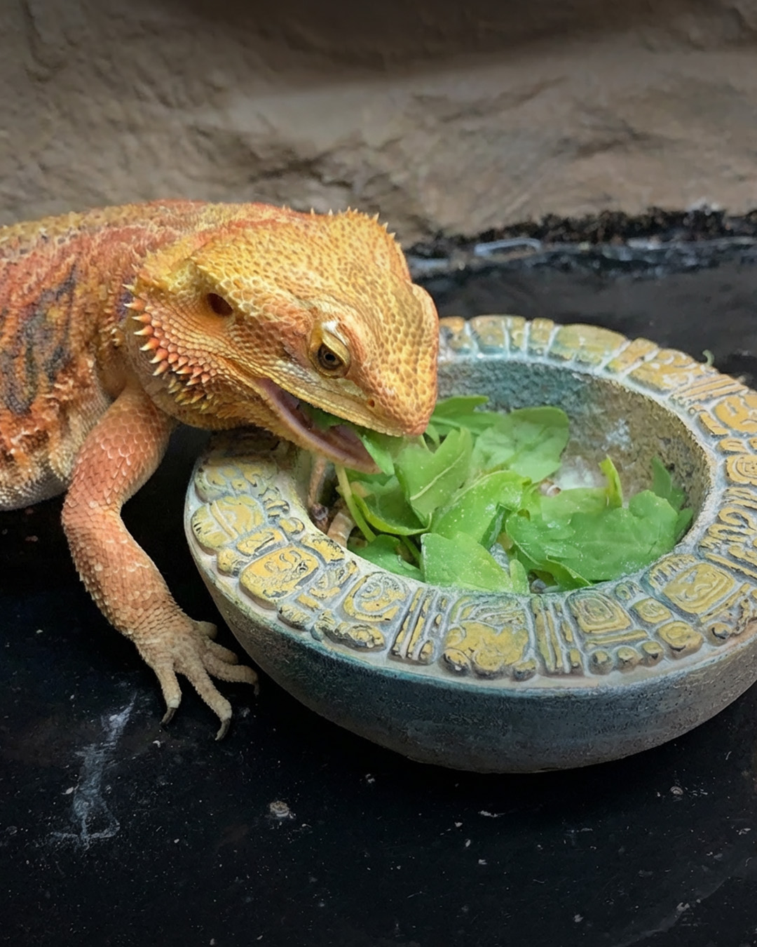 Exotic animal veterinarian caring for a patient