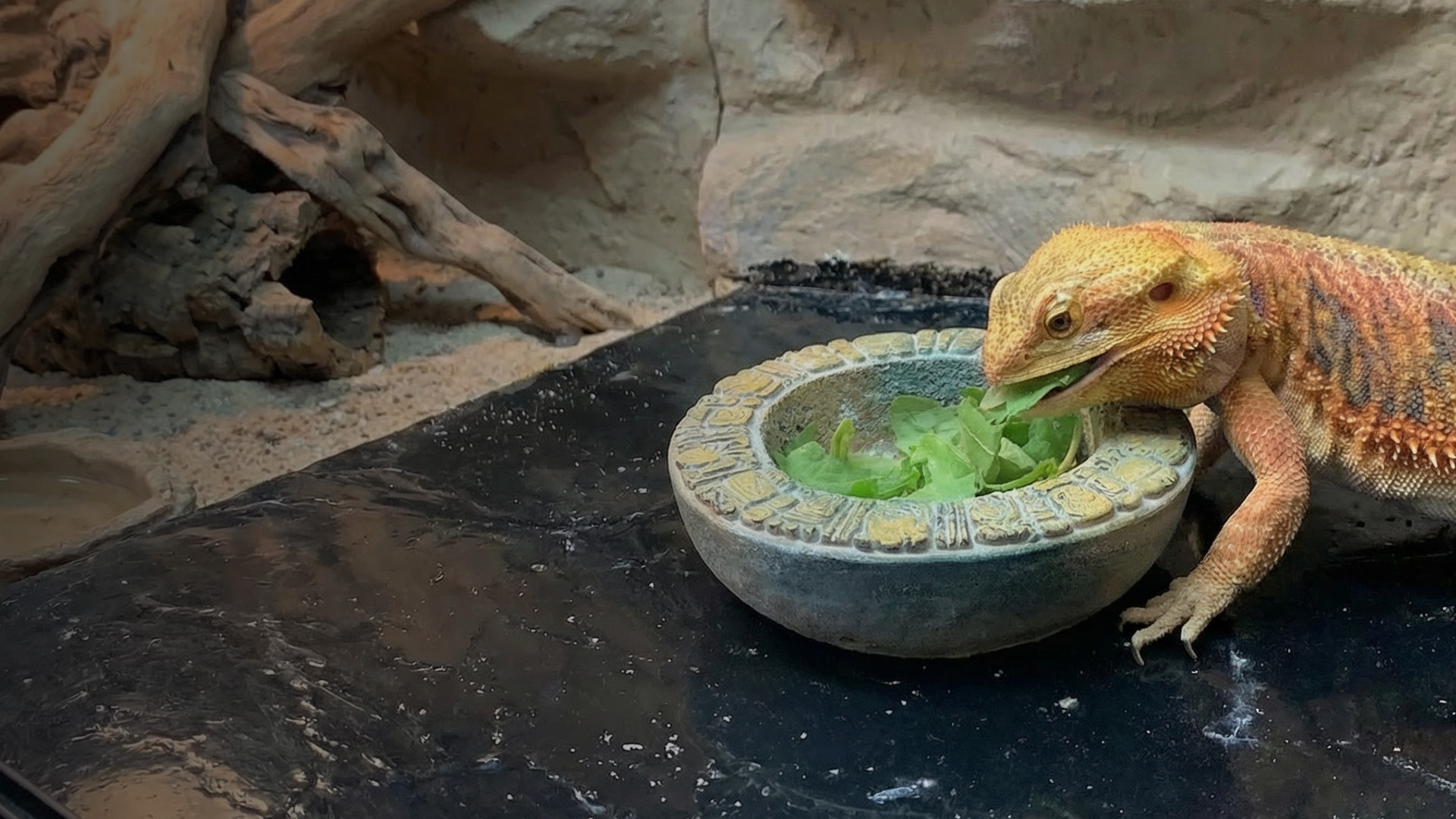 Exotic animal veterinarian caring for a patient