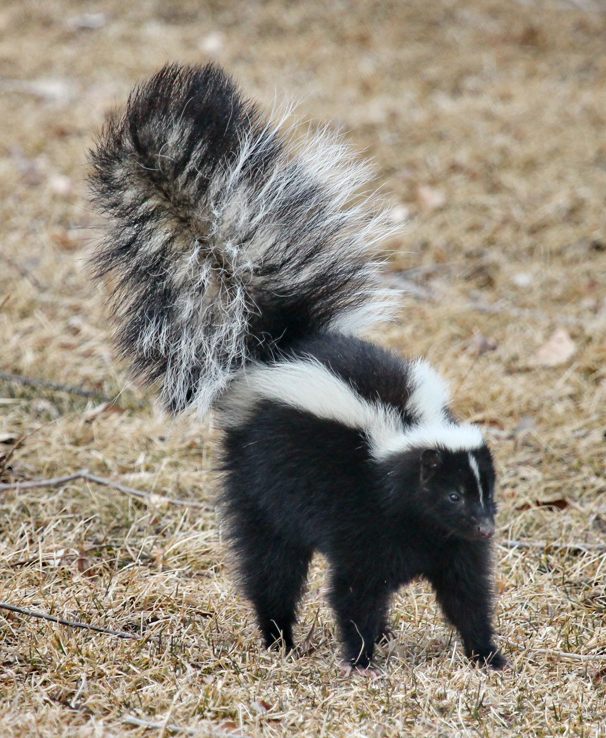 A striped skunk standing in grass with its white stripes clearly visible.