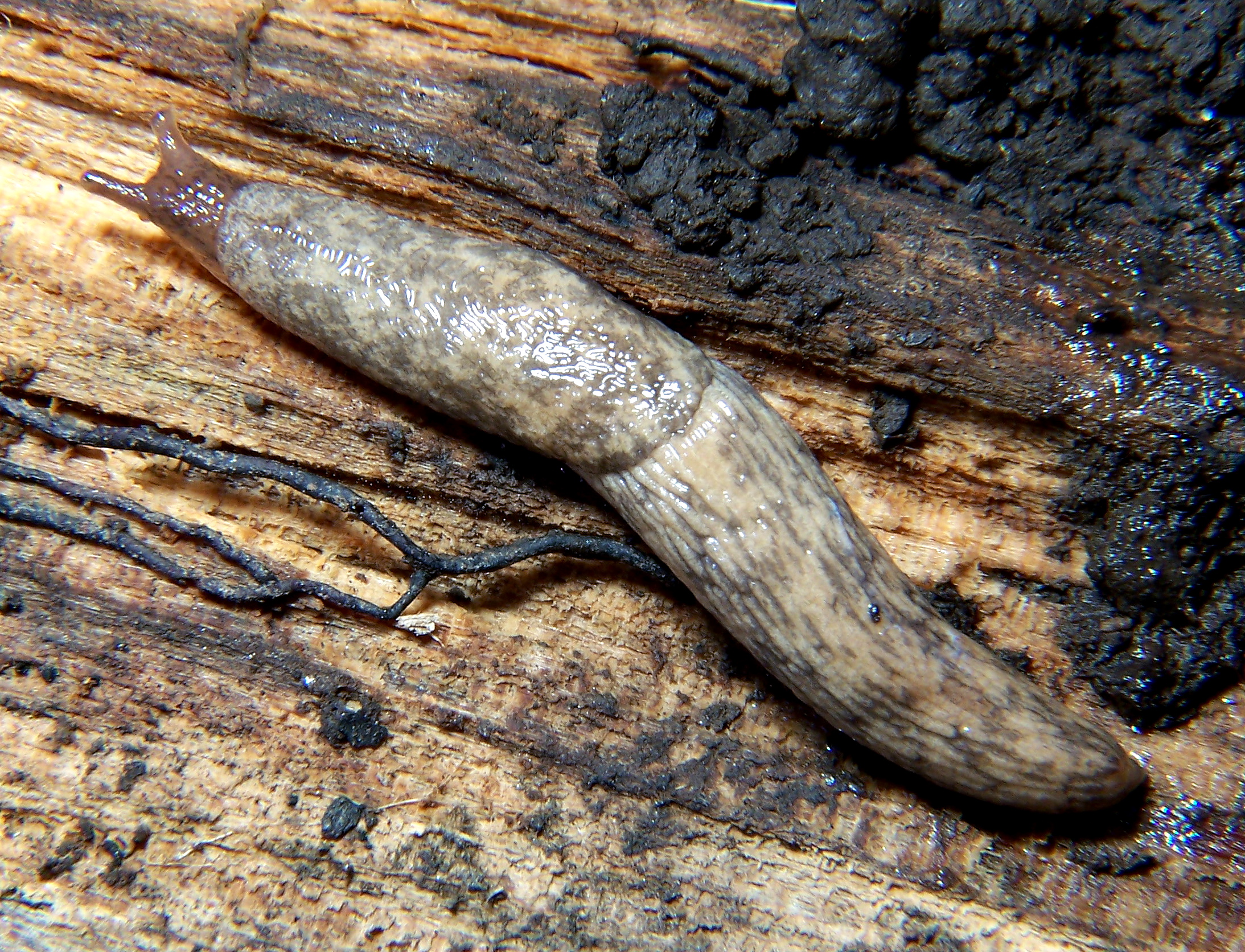 A gray field slug moving across damp ground.