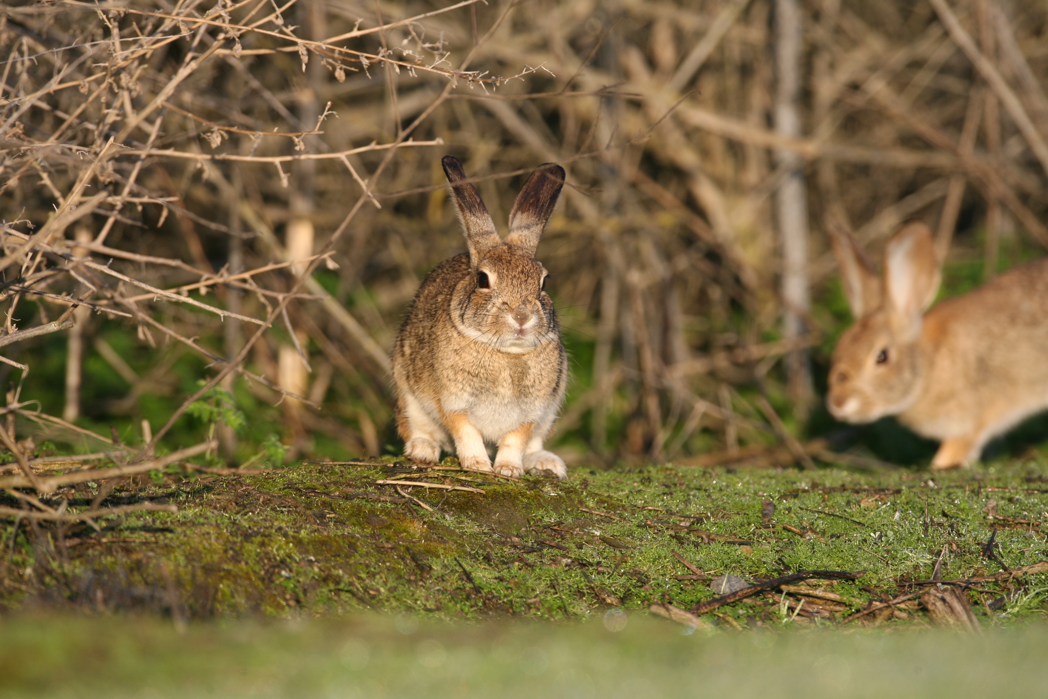 A brush rabbit sitting in low grass beside cover.