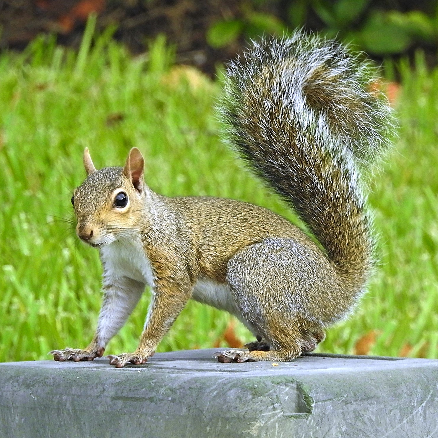 An eastern gray squirrel perched upright on a rough tree trunk.