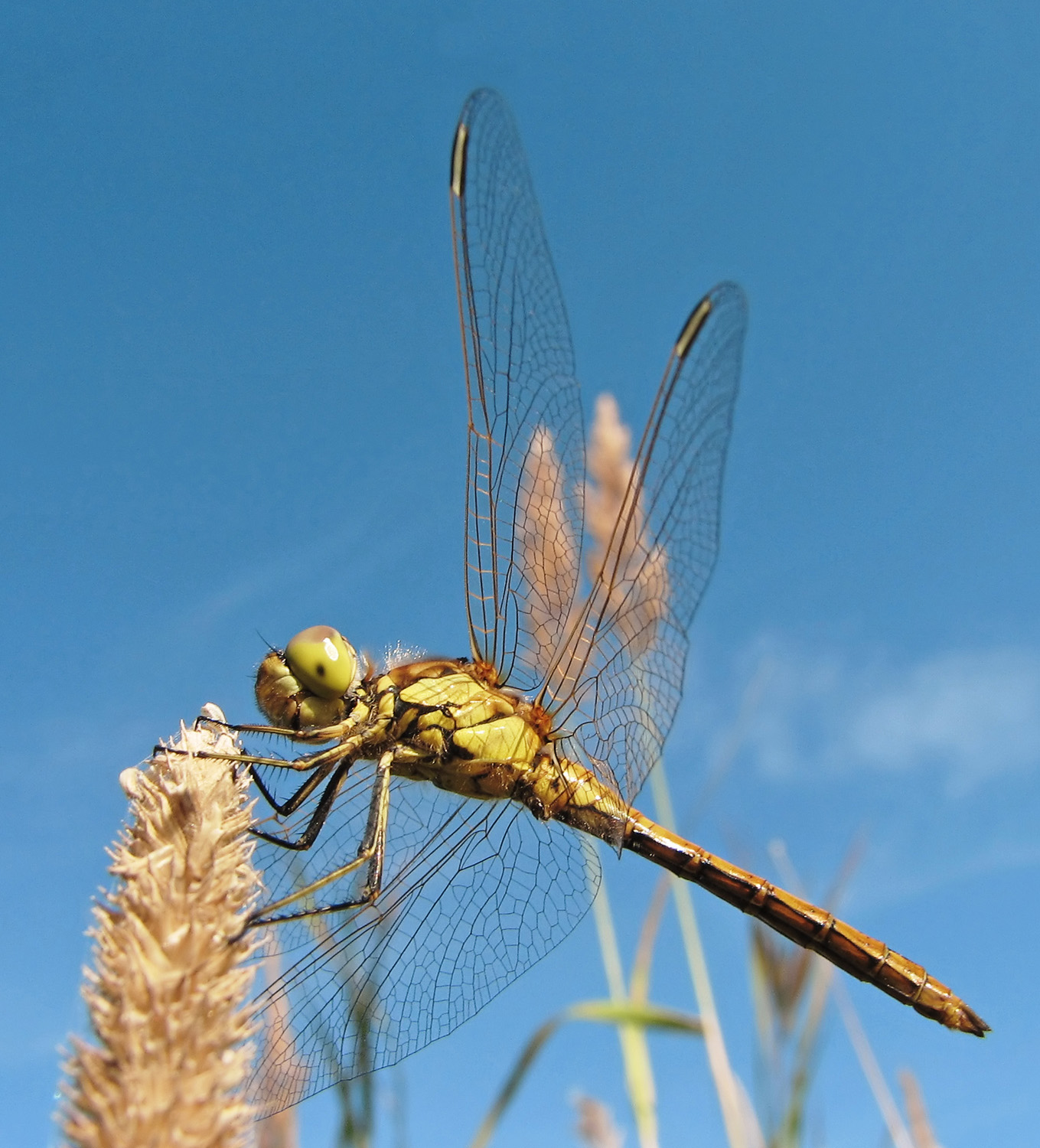 A dragonfly perched with its wings spread.