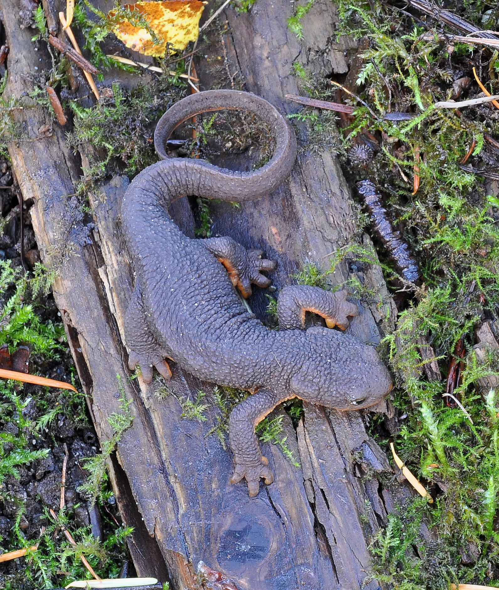 A rough-skinned newt on damp ground showing its dark back.