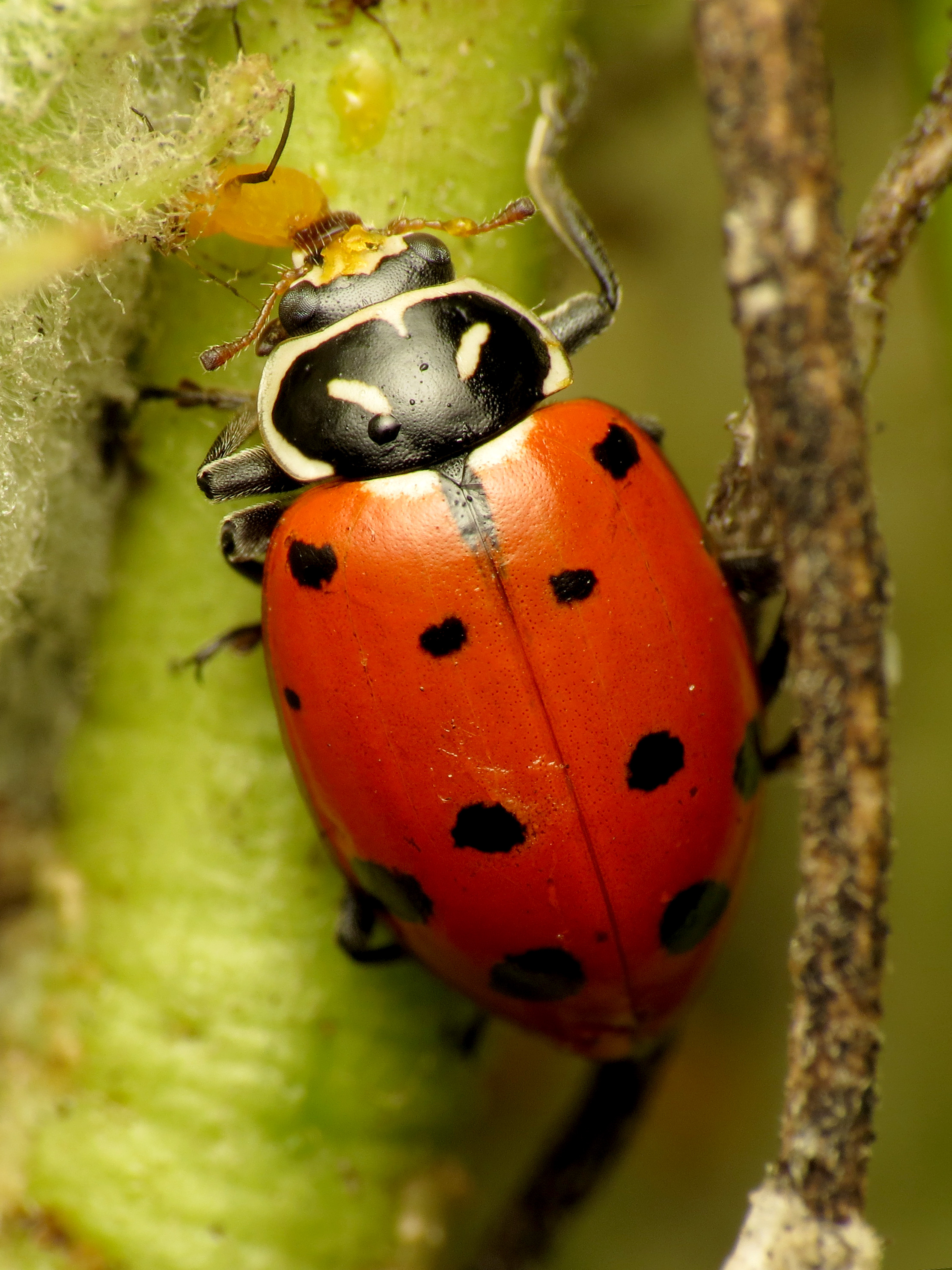 A convergent lady beetle climbing on green foliage.