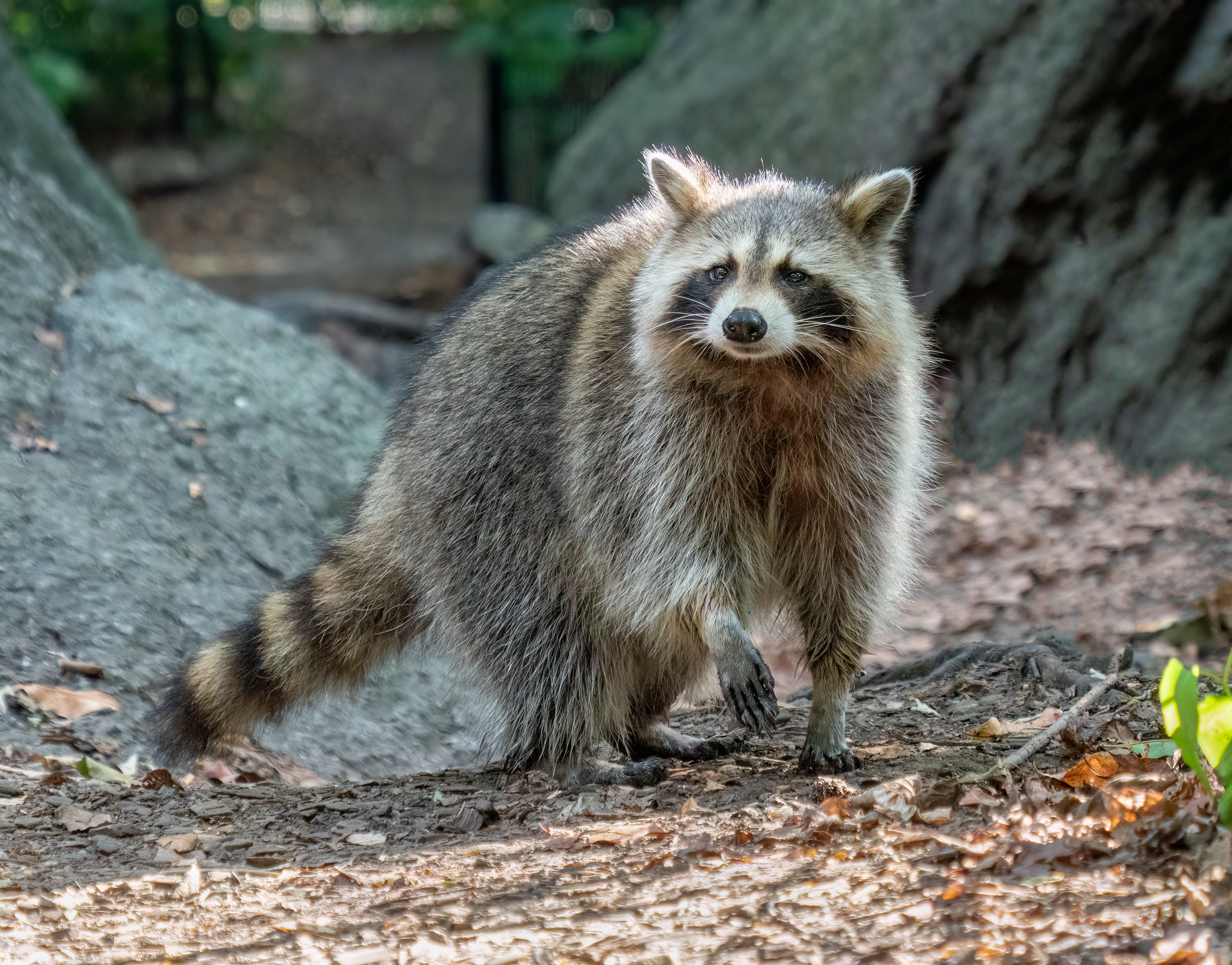 A raccoon looking toward the camera from low vegetation.