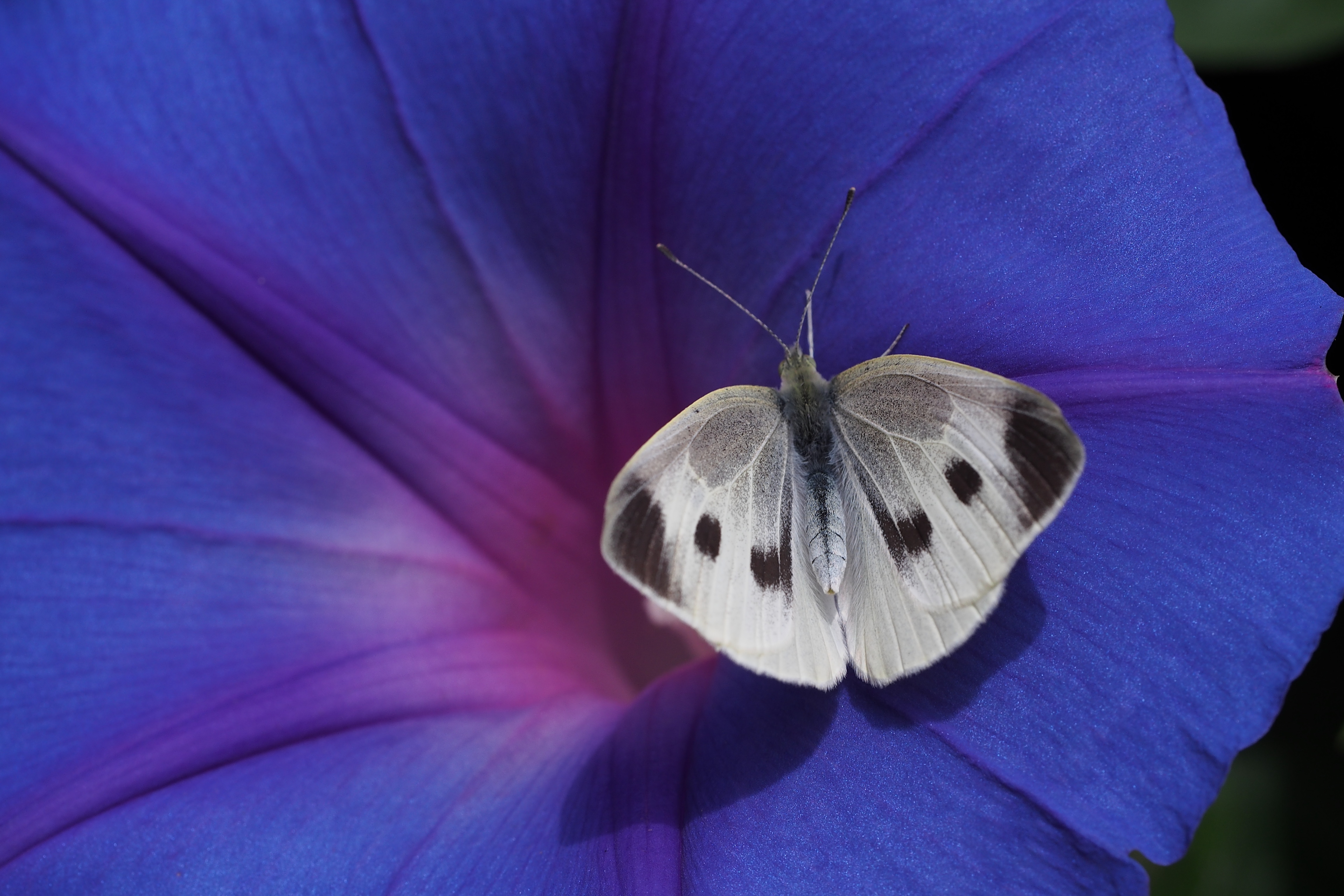 A cabbage white butterfly resting on a flower.