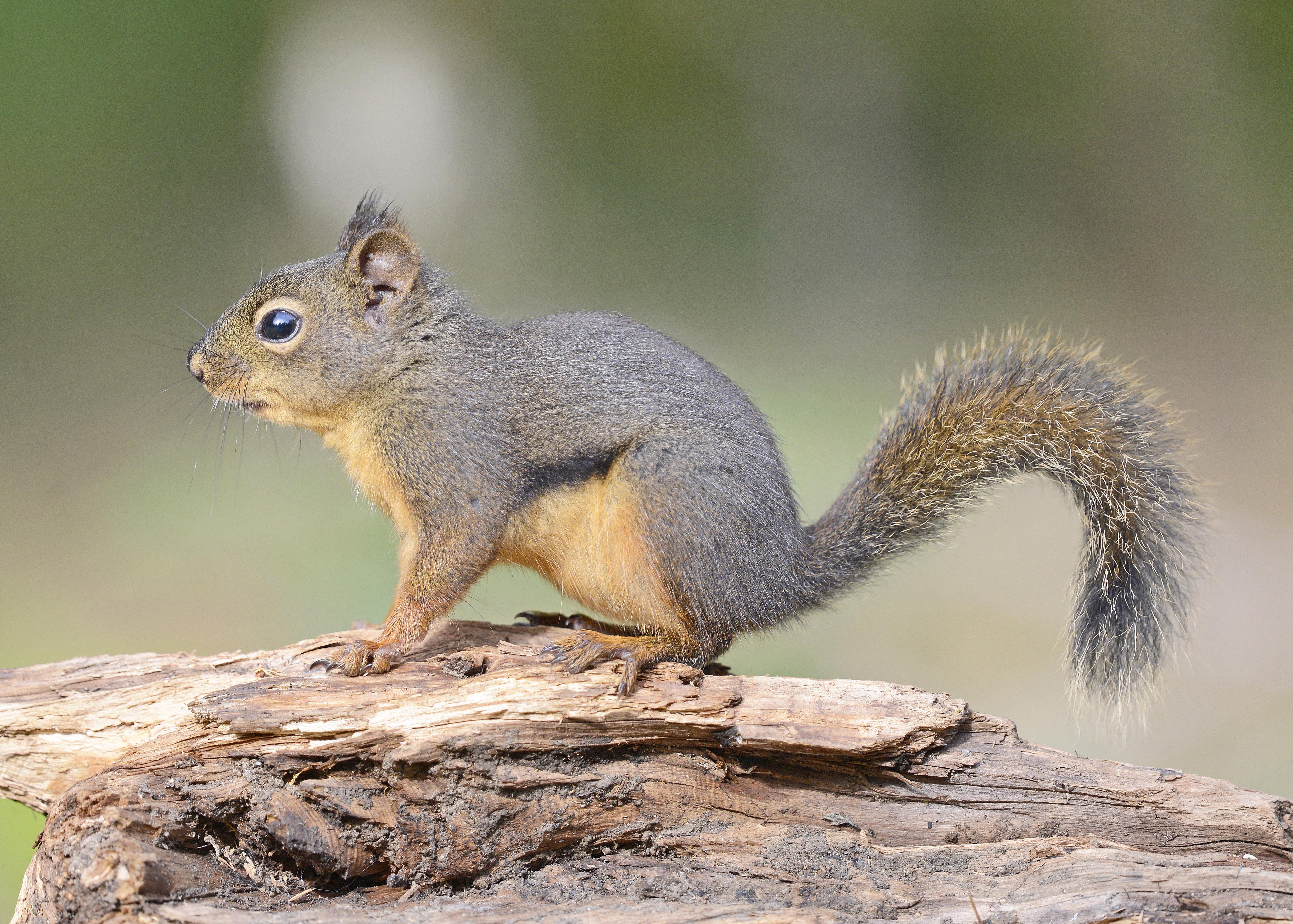 A Douglas squirrel standing on a conifer branch.