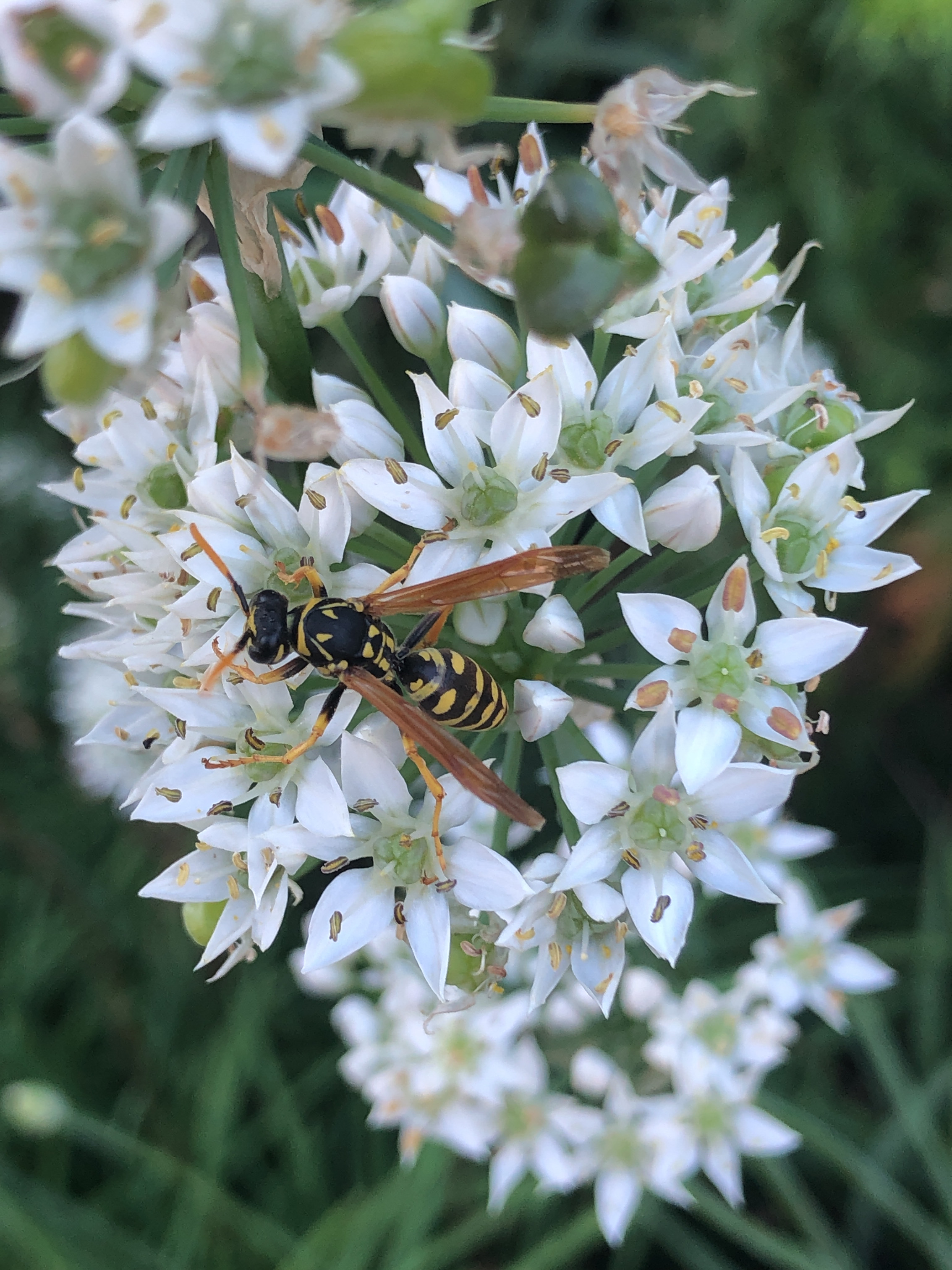 A paper wasp visiting a small white allium flower.