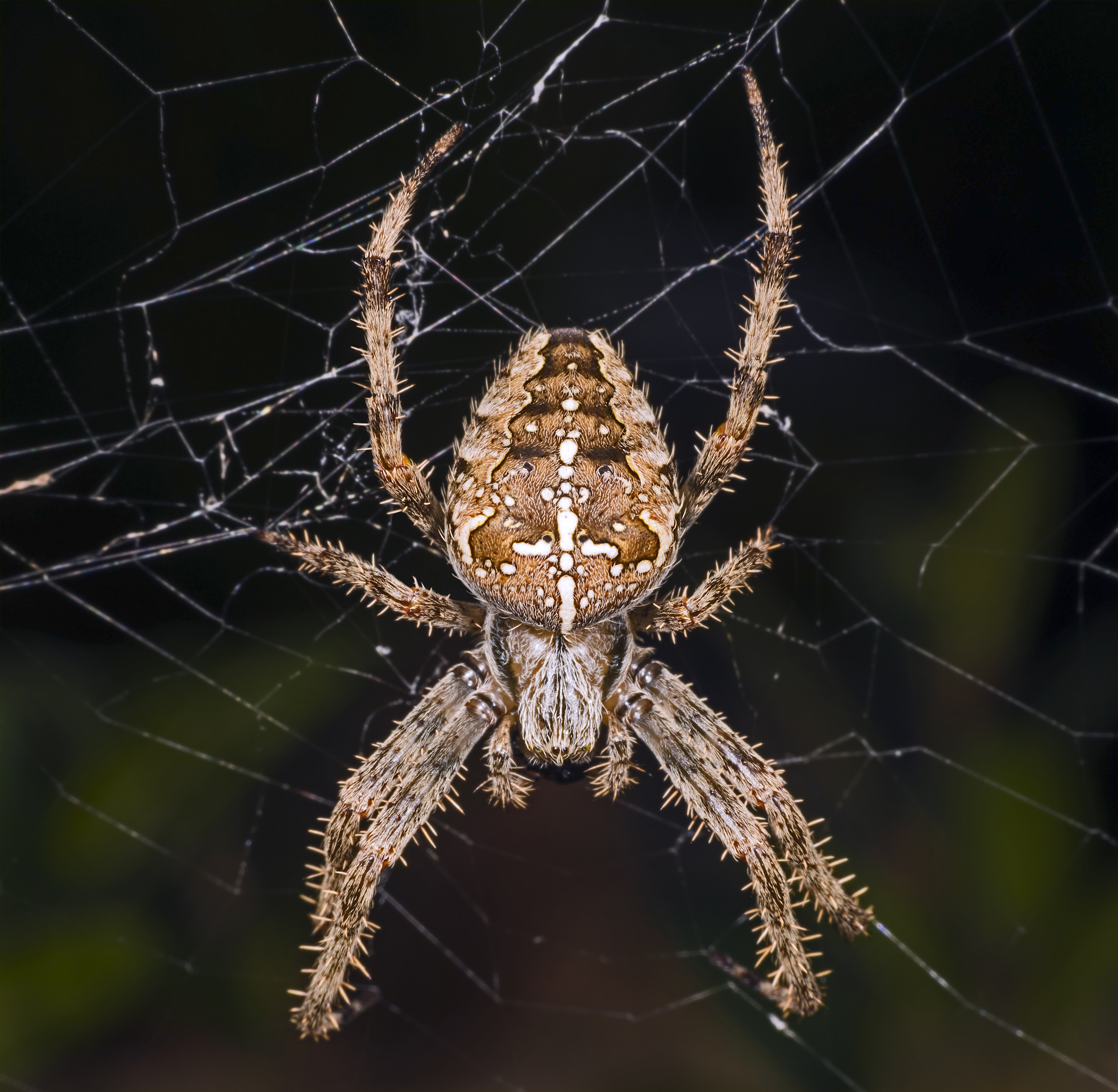 An orb-weaver spider seen from above.