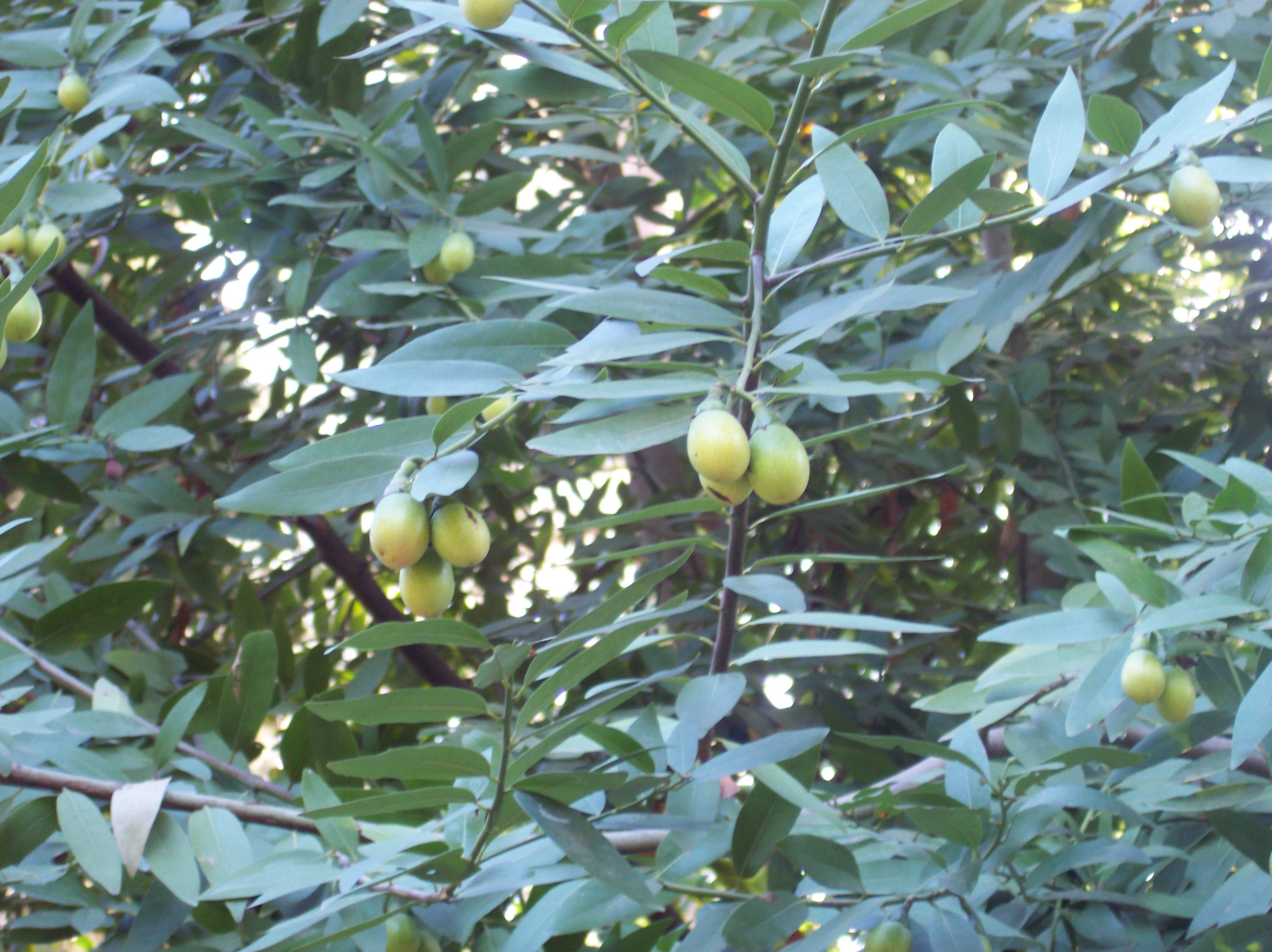 Oregon myrtle / California bay photo