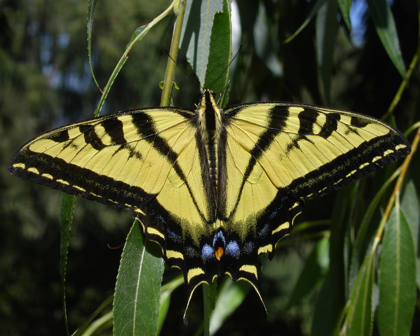 A western tiger swallowtail with its yellow-and-black wings open.