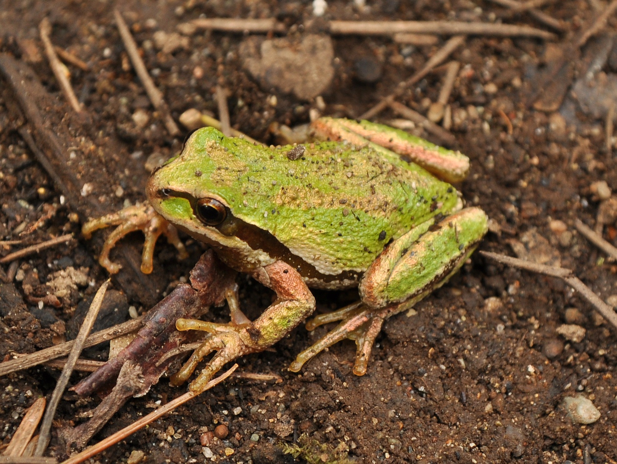 A Pacific tree frog perched on a green leaf.