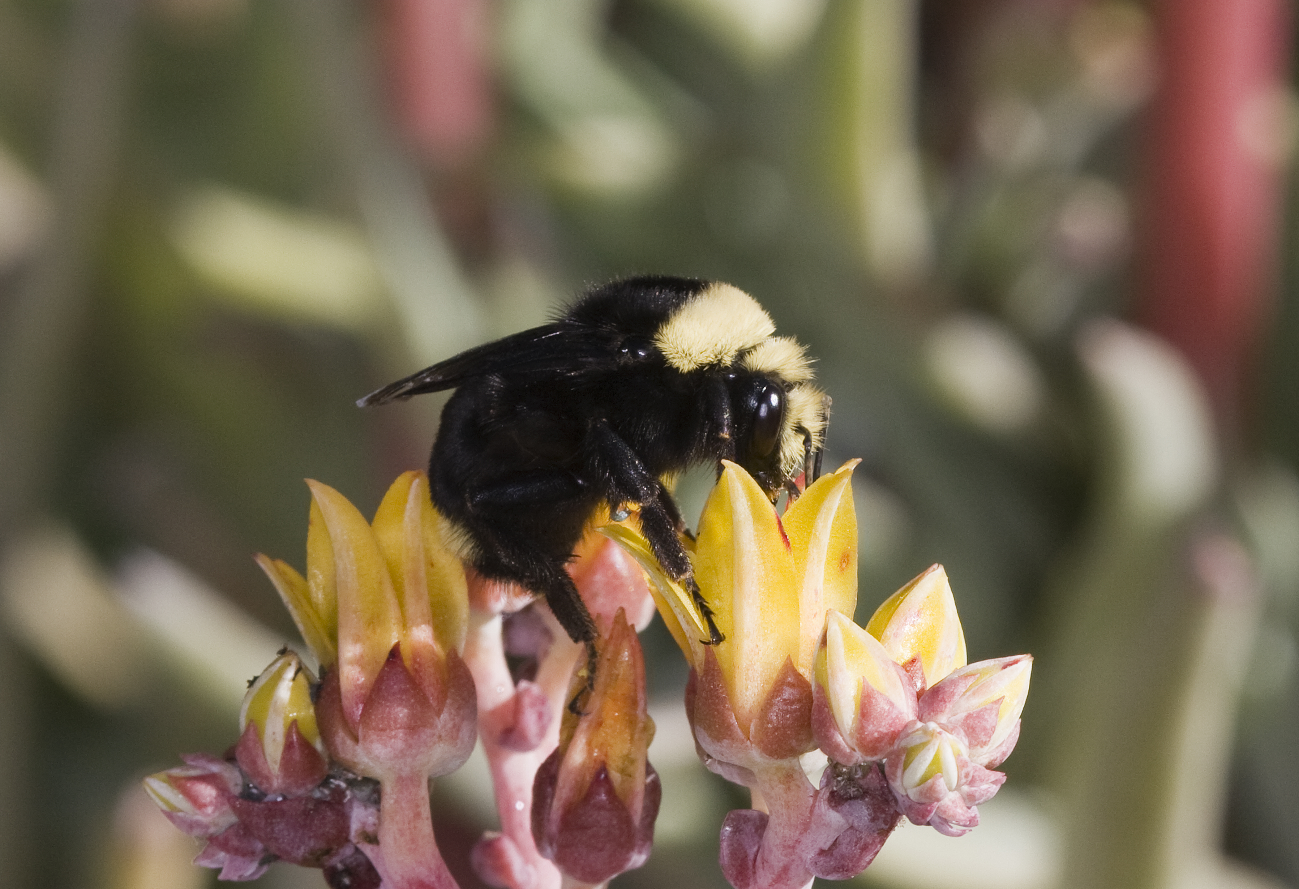A black-and-yellow bumblebee viewed up close.